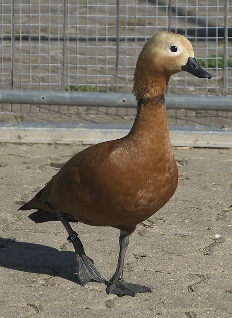 原因之一 原因之一